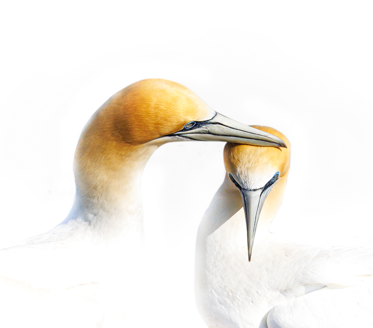 Australasian Gannets