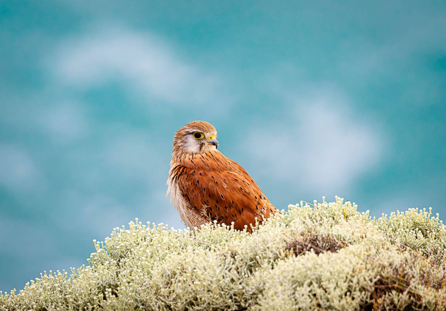 Nankeen Kestrel Resting