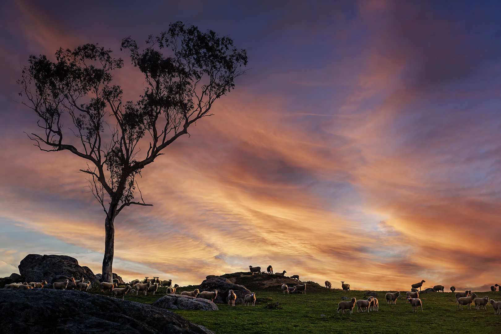 Sunset Flock