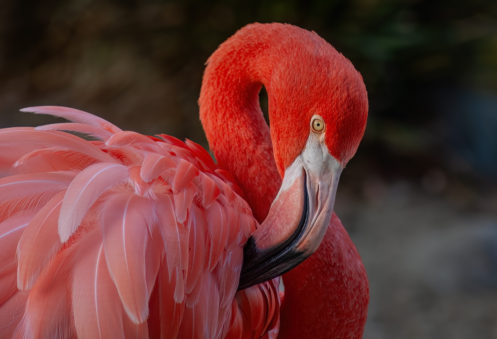 Flamingo Preening