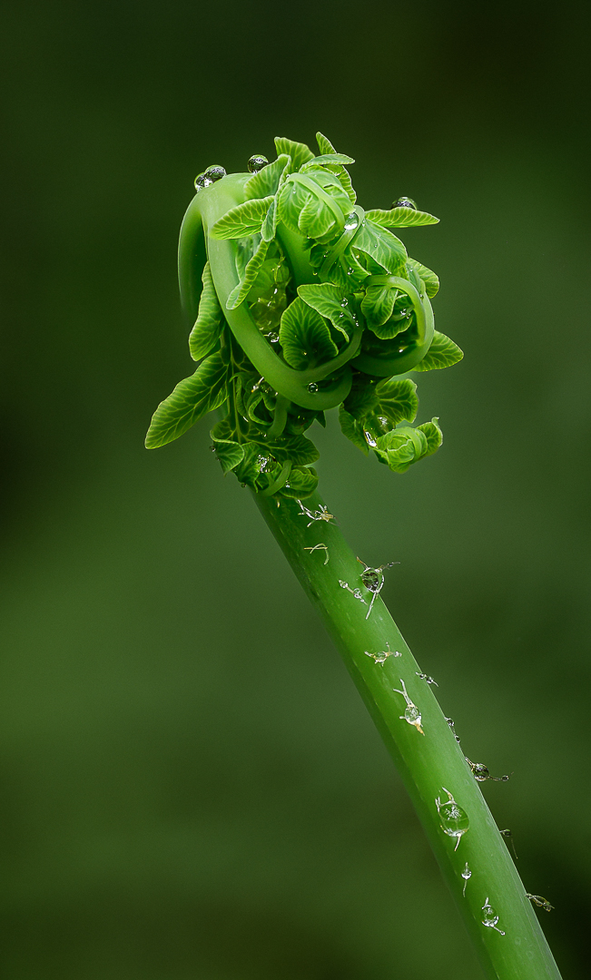 Forest Green