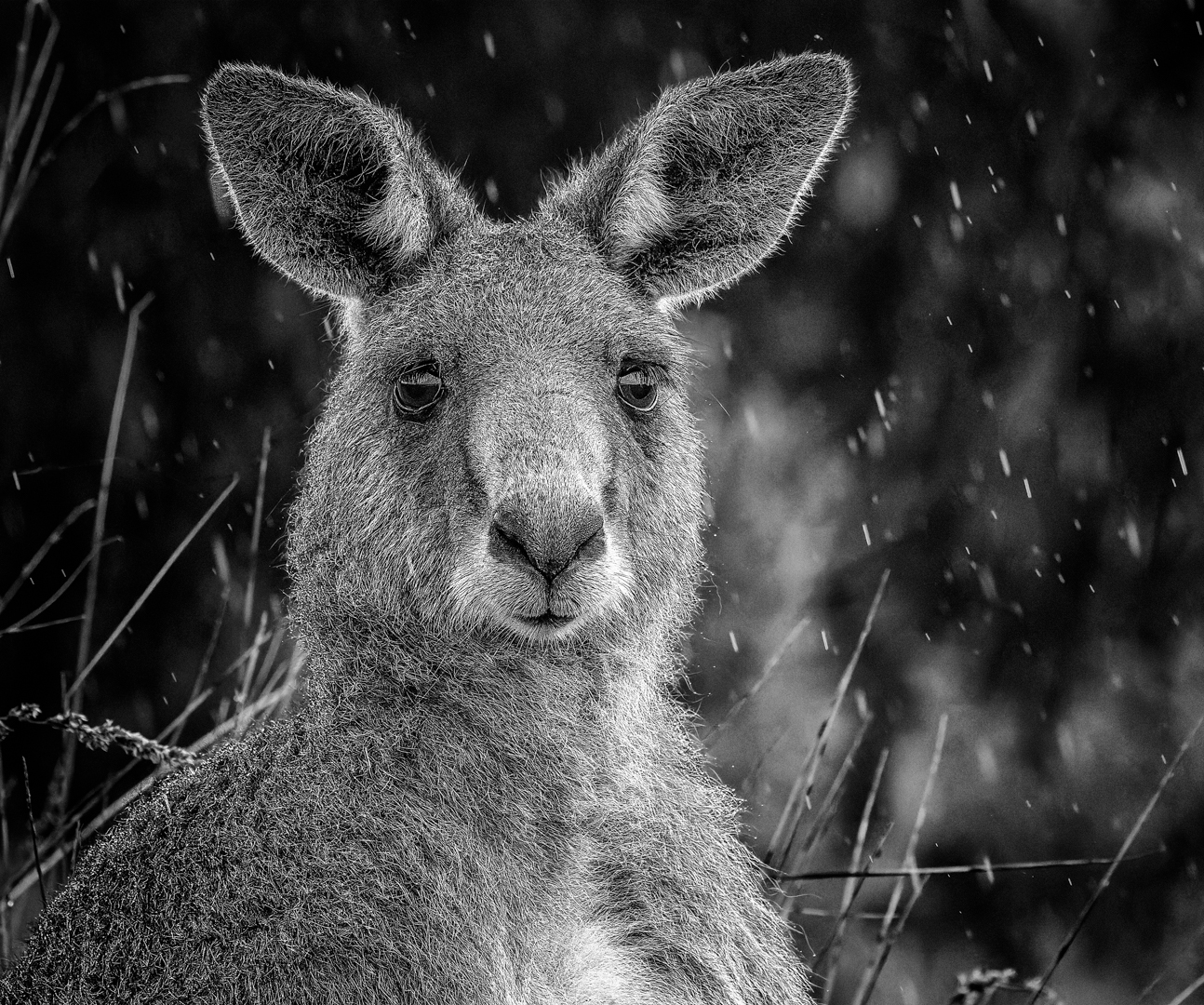 Kangaroo In The Rain